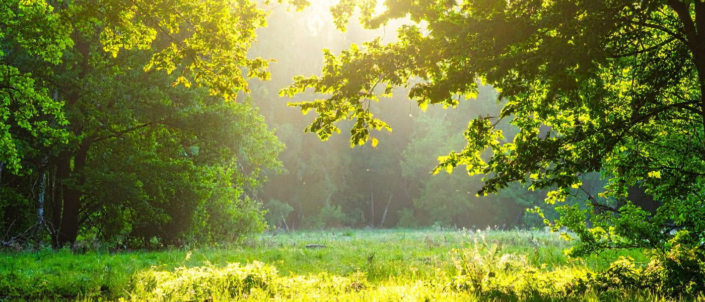 Sonnenlicht auf einer Waldwiese