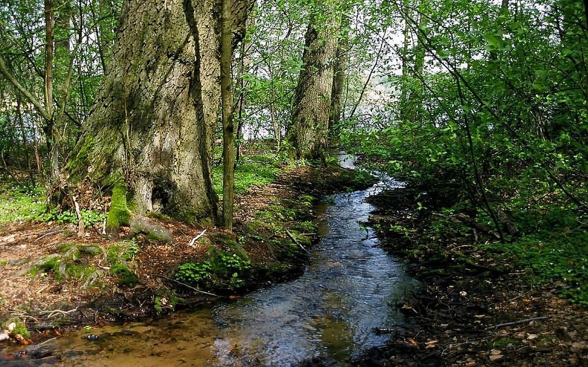 Das Quellfließ des Klingesprings zwischen alten Bäumen am Tornower See